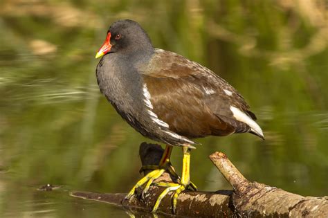 水雞|Gallinula chloropus chloropus 